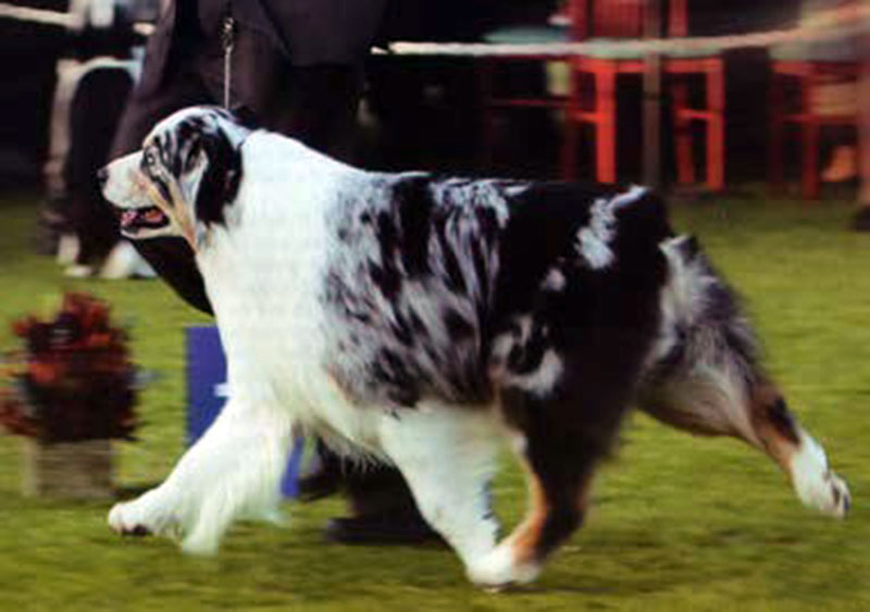 Figure 1. Head carriage, neck, back and spinal column - appear as a gentle curve